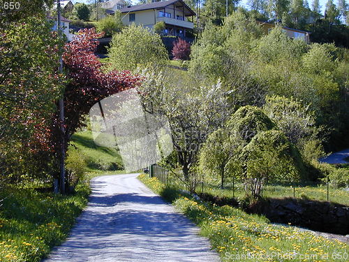 Image of Path in the trees