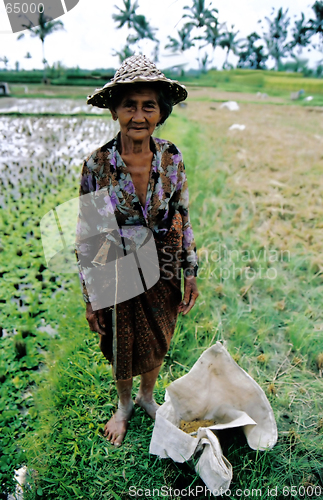 Image of Working in the fields