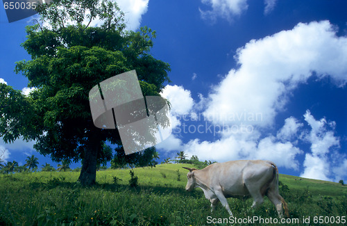 Image of Cow in green field at Dominican republic