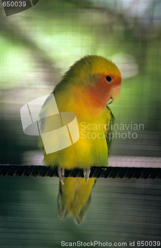 Image of Yellow parakeet - Dominican republic