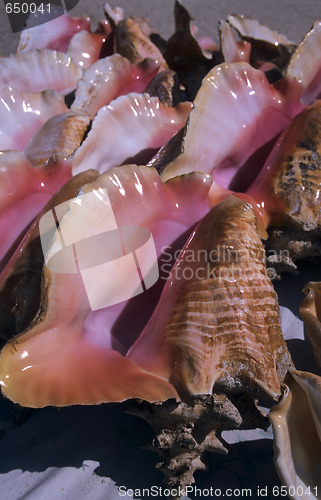 Image of Queen Conch shell details - Dominican republic