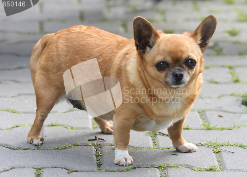 Image of fat chihuahua