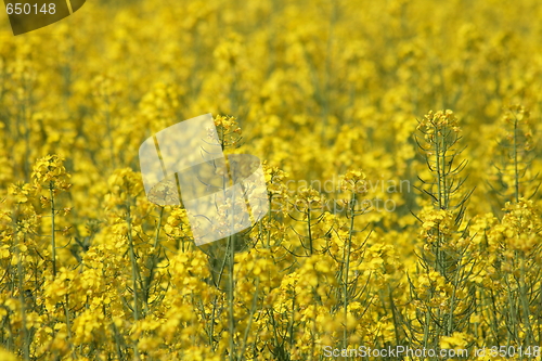 Image of yellow flower background