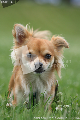 Image of chihuahua