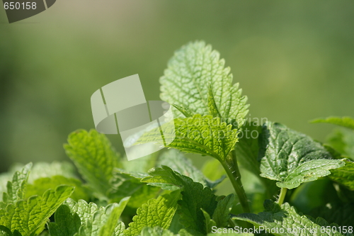 Image of green mint background