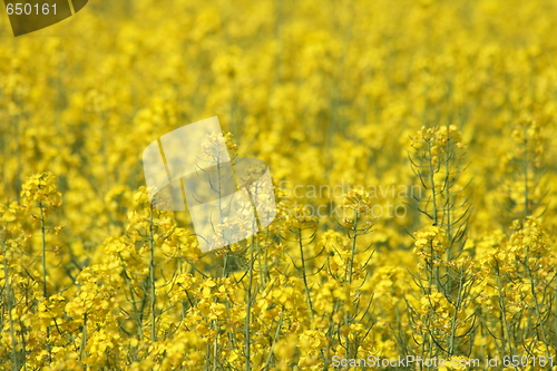 Image of yellow flower background