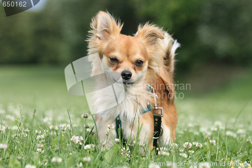 Image of chihuahua