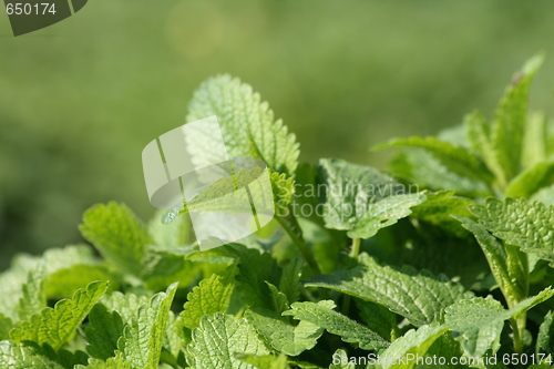 Image of green mint background