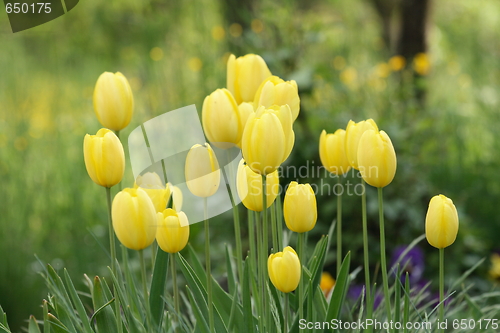 Image of yellow tulips