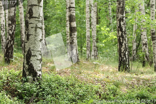 Image of spring forest 