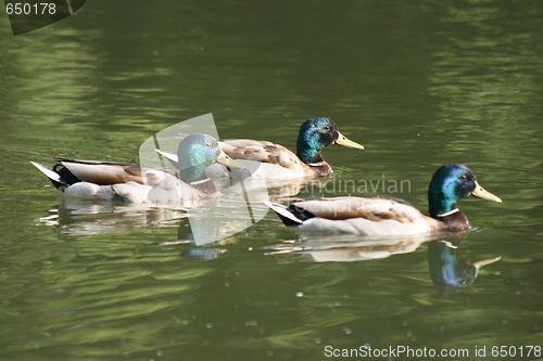 Image of wild ducks