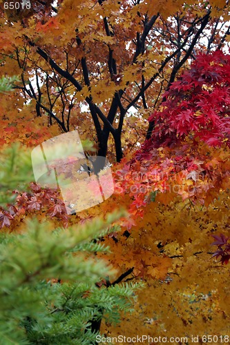 Image of Fall