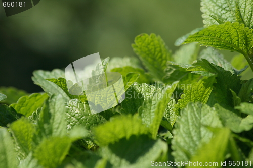 Image of green mint background