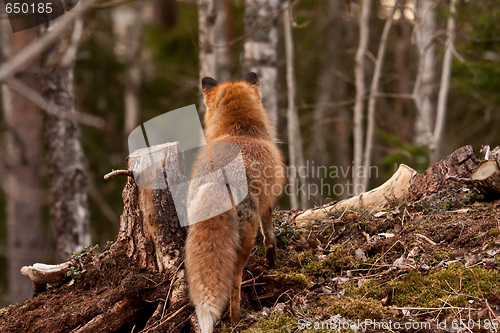 Image of Red fox