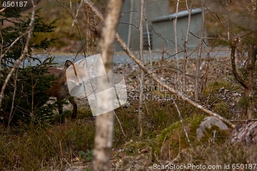 Image of red fox