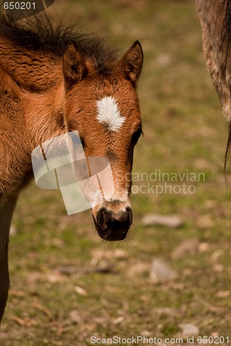 Image of foal