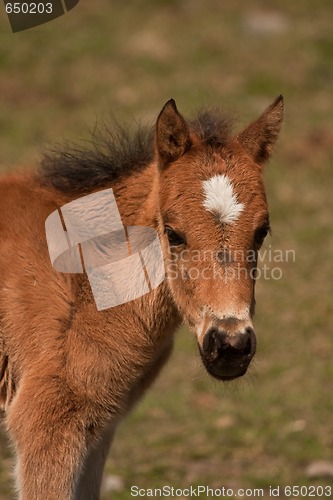 Image of small colt