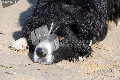 Image of Dog Landscape