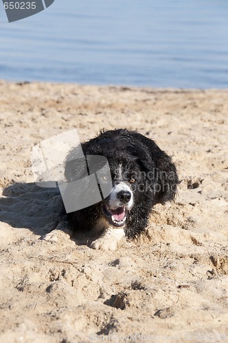 Image of Dog Portrait