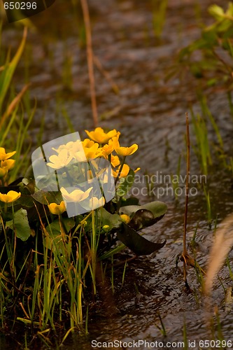 Image of Marsh marigold