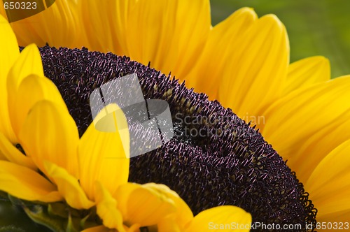 Image of Sunflower