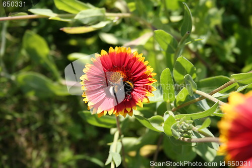 Image of Rudbeckia and bumble bee