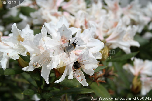 Image of Rhododendron flowers and bumble bees