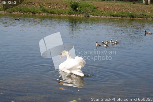 Image of Mother Swan with nestlings