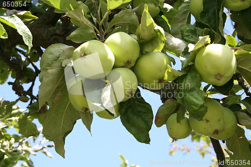 Image of Transparent Blanche apples