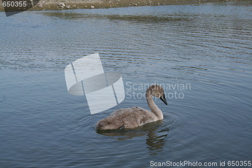 Image of Swan nestling in pond