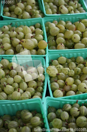 Image of Goose-berries at Market place