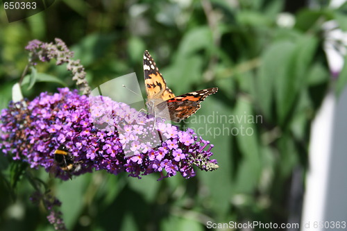 Image of Admiral butterfly on Buddleja