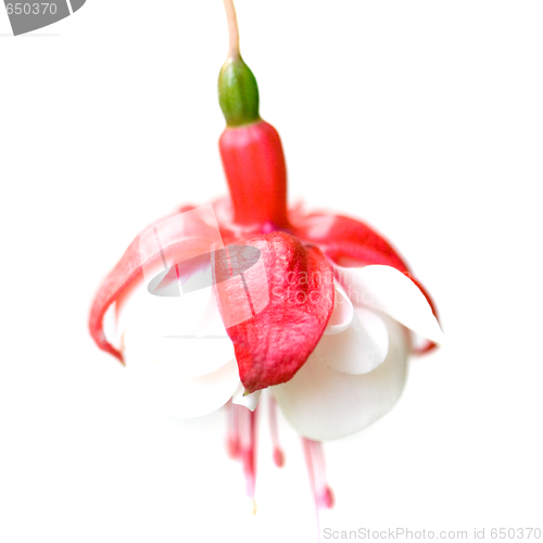 Image of red and white flower