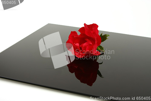 Image of Red Rose