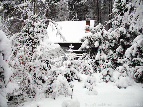 Image of Forest in winter