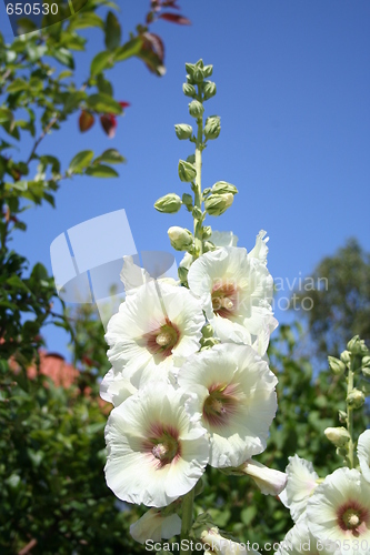 Image of Hollyhock - Althaea rosea