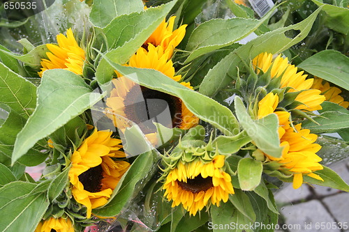 Image of Sunflower for sale at Market place