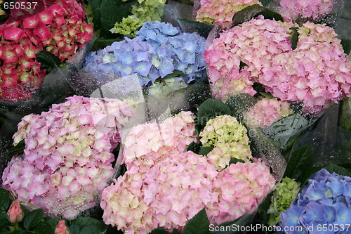 Image of Flower Market in Sweden