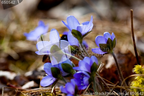 Image of hepatica