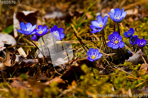 Image of hepatica