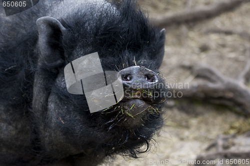 Image of Pigs nose