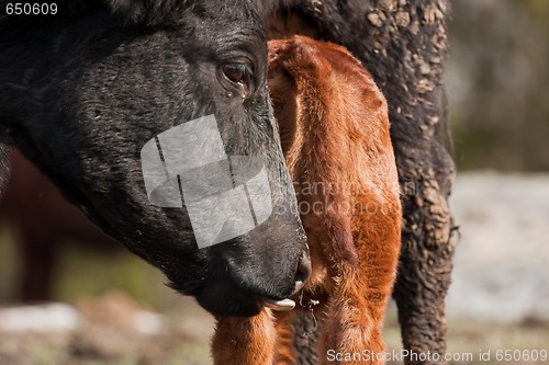 Image of Cow with suckling calf
