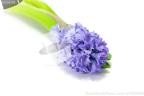 Image of Blue hyacinth