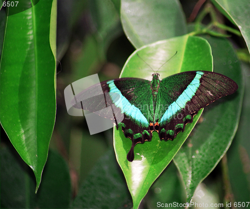 Image of blue butterfly