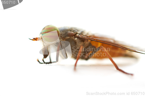 Image of Fly