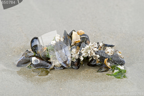 Image of Many shells on the sand