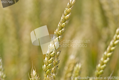 Image of Wheatfield