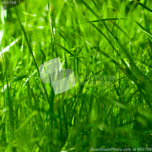 Image of green grass