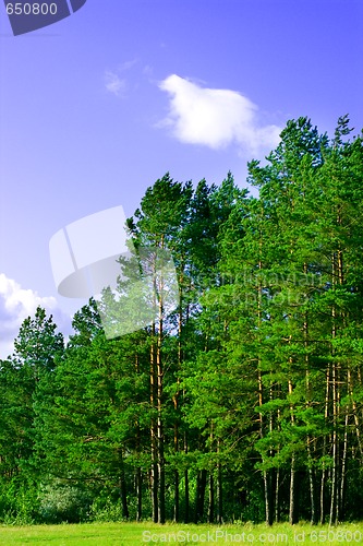Image of pine forest and blue sky