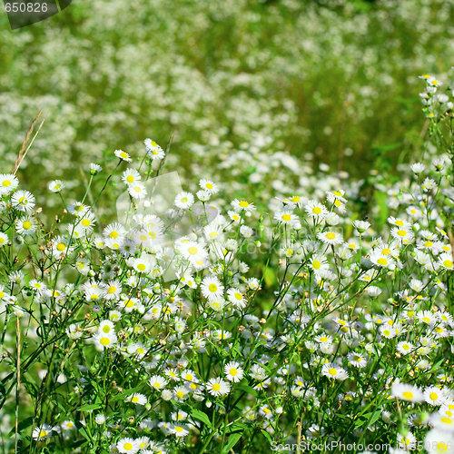 Image of beautiful chamomiles